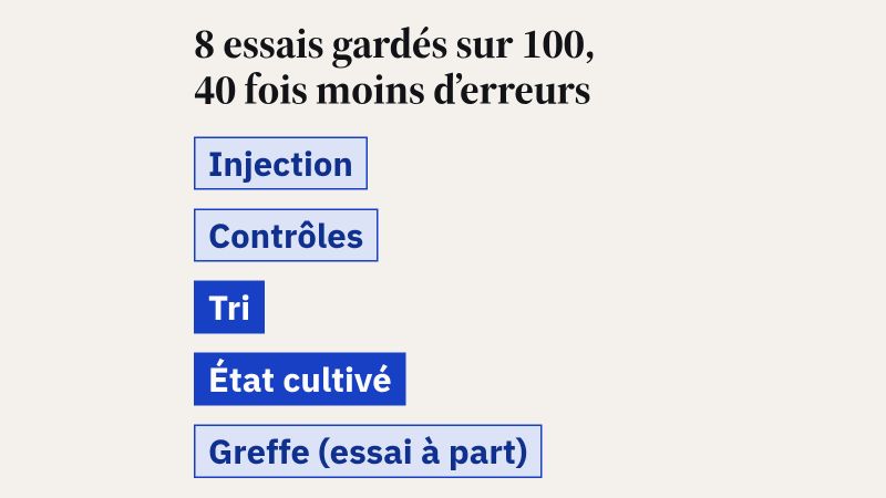 Tableau en cinq étapes : injection d'un état bruité dans une petite zone de la puce, avec 4,4 erreurs pour 1 000 ; mesures de contrôle coordonnées dans un code couleur de distance 3, l'essai étant écarté à la moindre alerte ; tri, seuls les essais sans signalement étant gardés, 8 sur 100 ; état cultivé, avec une erreur environ 40 fois plus faible, 1 à 2 pour 10 000, et une fidélité d'au moins 99,99 % ; dans un essai à part, greffe dans un code de surface de distance 5 : le transfert réussit, mais le gain n'est pas encore conservé.