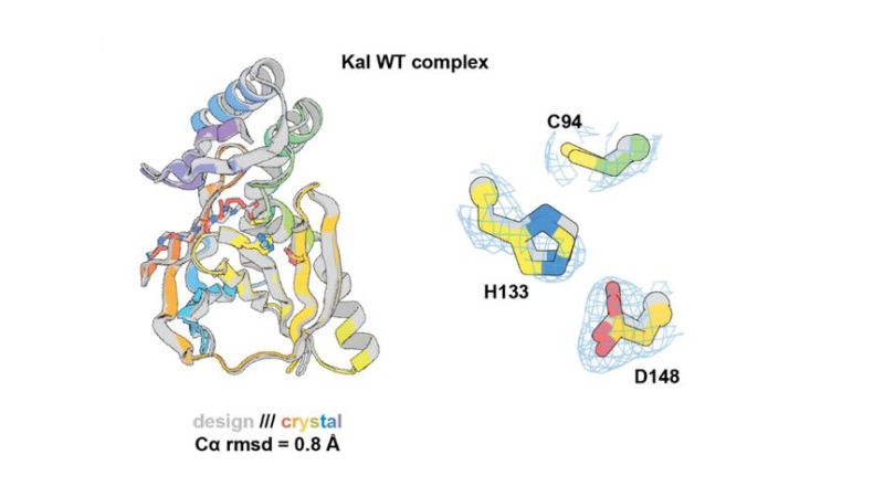 Structure en rubans d'une enzyme conçue par ordinateur, en gris, superposée à sa structure mesurée aux rayons X, en couleurs ; à droite, gros plan sur trois acides aminés du site actif, C94, H133 et D148.